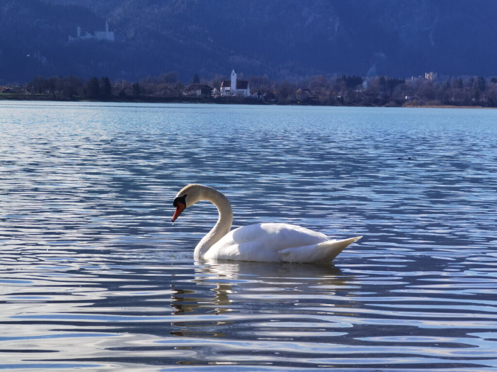 schöne Landschaften in Deutschland: Der Forggensee